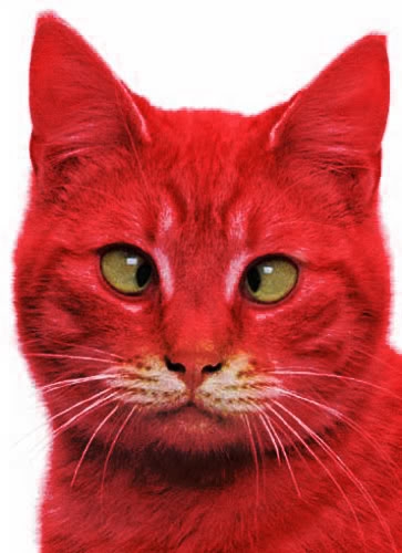 Risultati immagini per red cats